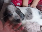 puppy