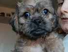 Puppy
