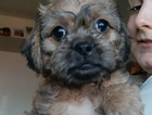 molly