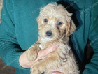 puppy