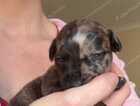 Puppy