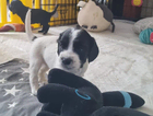 puppy