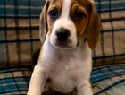 puppy