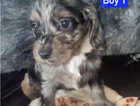 Puppy