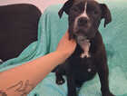 Puppy