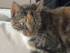 House cat missing since 18 August