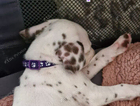 miss purple