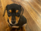 puppy
