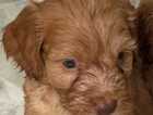 Puppy