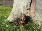 Puppy