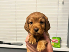 puppy
