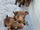 puppy