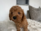puppy