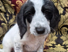 puppy
