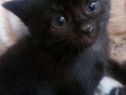 kitten
