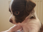 puppy