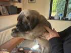 Puppy