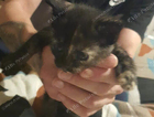 kitten