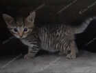 Kitten