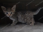 kitten