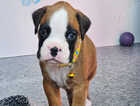 Puppy