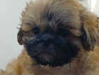 Puppy