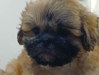 puppy