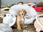 Puppy