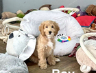 puppy