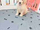 Puppy