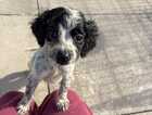 Puppy