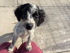 puppy