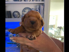 puppy