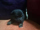 Puppy