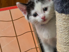 kitten