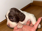 puppy