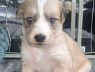 Puppy