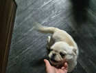 Puppy