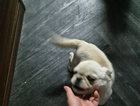puppy