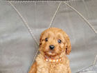 puppy  brown collar