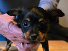 puppy