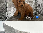 Puppy