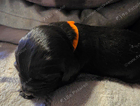 puppy orange collar...