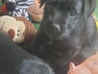 Puppy