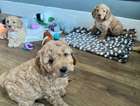 puppy