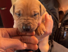 puppy