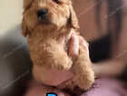 Puppy