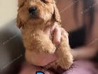 puppy