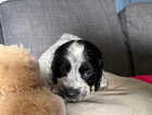 Puppy