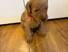 Puppy